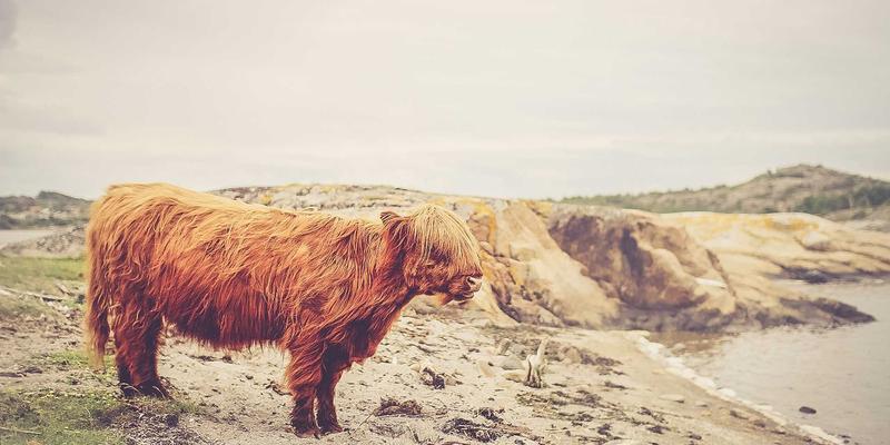 从创意到商业成功：企业创新孵化器如何通过机制、文化与资源支持实现“卓天下”