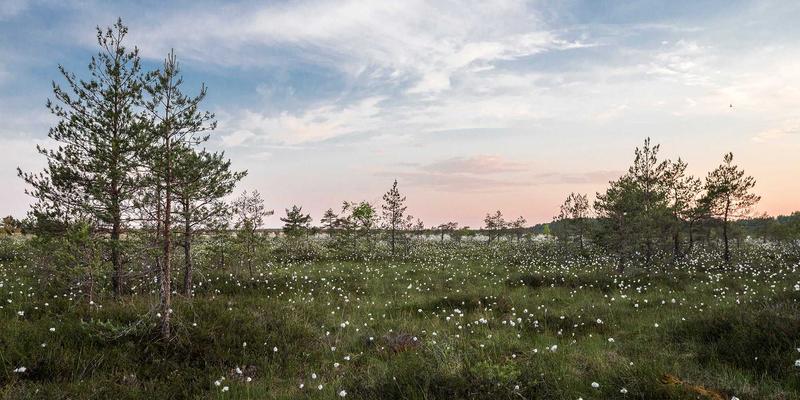 黑天鹅降临：危机领导力如何重塑组织效能与战略韧性